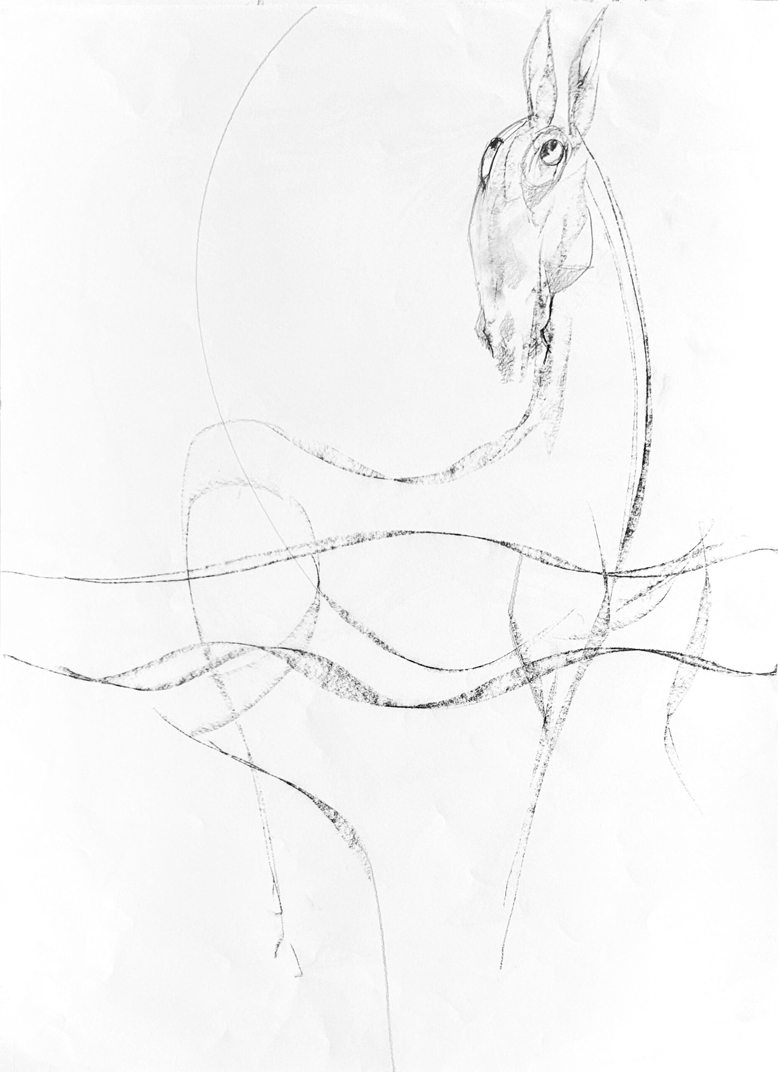 Horse — Sergo Tbileli — 2026 — Paper, Pencil