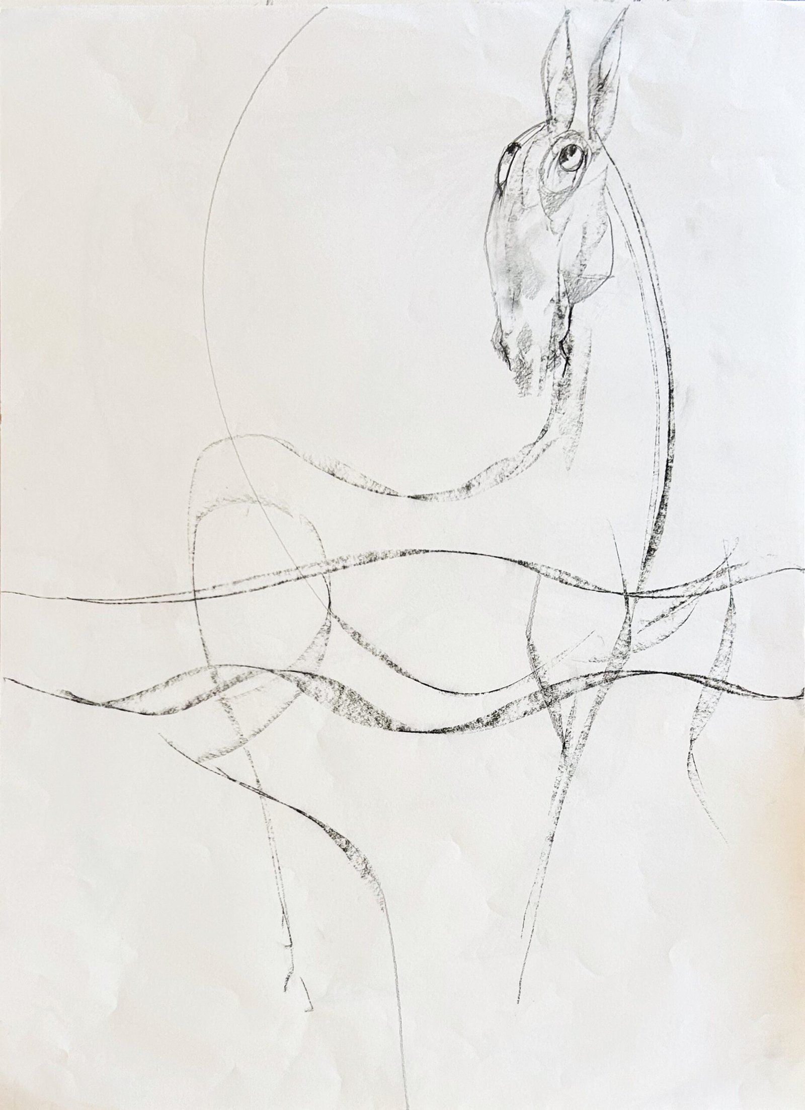 Horse — Sergo Tbileli — 2026 — Paper, Pencil